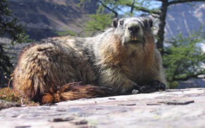 Blog 15 – Groundhog Day in EU Advocacy meetings: why we have it and how to escape